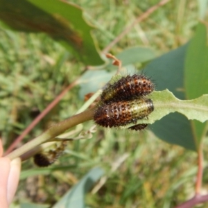 Paropsisterna beata at Cook, ACT - 20 Jan 2019 11:10 AM