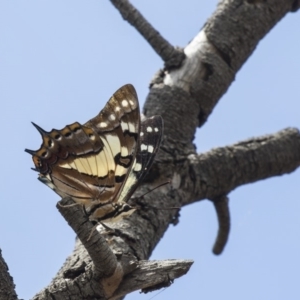 Charaxes sempronius at The Pinnacle - 20 Jan 2019 11:13 AM