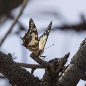 Charaxes sempronius at The Pinnacle - 20 Jan 2019 11:13 AM