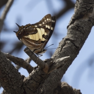 Charaxes sempronius at The Pinnacle - 20 Jan 2019 11:13 AM