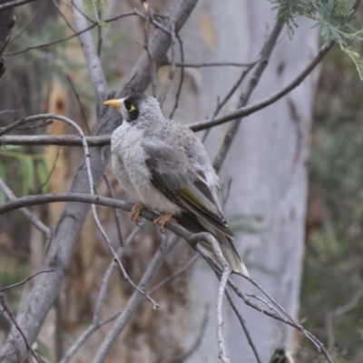 Manorina melanocephala (Noisy Miner) at Hawker, ACT - 20 Jan 2019 by Alison Milton