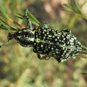 Chrysolopus spectabilis at Paddys River, ACT - 21 Jan 2019