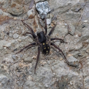 Habronestes sp. (genus) at Paddys River, ACT - 16 Jan 2019