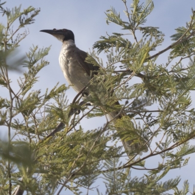 Philemon corniculatus (Noisy Friarbird) at Paddys River, ACT - 17 Jan 2019 by JudithRoach