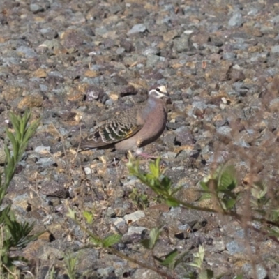 Phaps chalcoptera (Common Bronzewing) at Paddys River, ACT - 16 Jan 2019 by Judith Roach