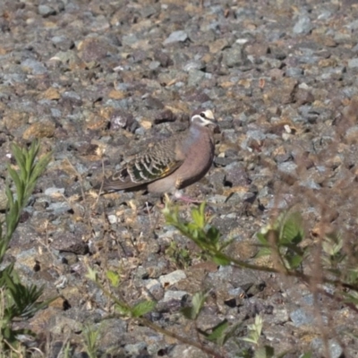 Phaps chalcoptera (Common Bronzewing) at Paddys River, ACT - 17 Jan 2019 by JudithRoach