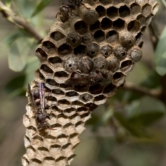 Ropalidia plebeiana (Small brown paper wasp) at ANBG - 18 Jan 2019 by JudithRoach