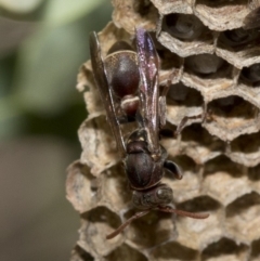 Ropalidia plebeiana at Acton, ACT - 19 Jan 2019 10:16 AM