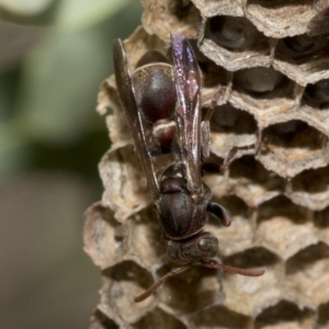 Ropalidia plebeiana at Acton, ACT - 19 Jan 2019