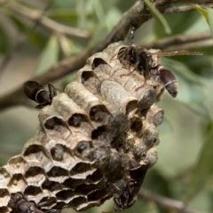 Ropalidia plebeiana at Acton, ACT - 19 Jan 2019