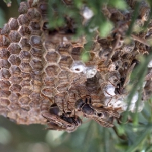 Ropalidia plebeiana at Spence, ACT - 19 Jan 2019 11:26 AM