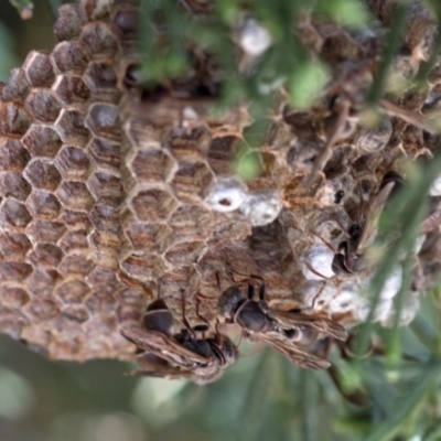 Ropalidia plebeiana (Small brown paper wasp) at Spence, ACT - 19 Jan 2019 by JudithRoach