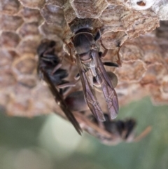 Ropalidia plebeiana at Spence, ACT - 19 Jan 2019