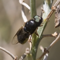 Odontomyia sp. (genus) (A soldier fly) at Spence, ACT - 19 Jan 2019 by JudithRoach