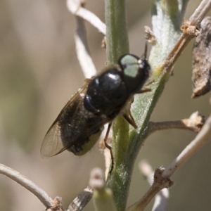 Odontomyia sp. (genus) at Spence, ACT - 19 Jan 2019 11:28 AM