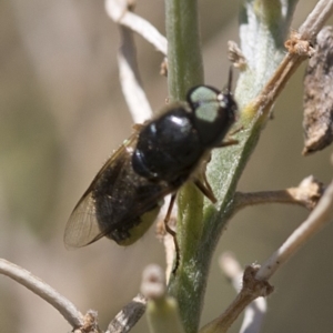 Odontomyia sp. (genus) at Spence, ACT - 19 Jan 2019