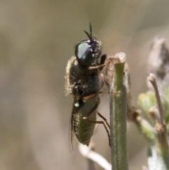 Odontomyia sp. (genus) at Spence, ACT - 19 Jan 2019 11:28 AM