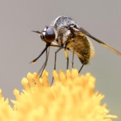 Geron sp. (genus) at Acton, ACT - 20 Jan 2019