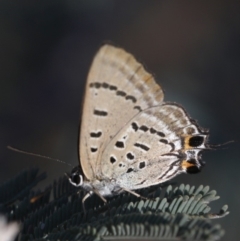 Jalmenus ictinus (Stencilled Hairstreak) at Coree, ACT - 21 Jan 2019 by JudithRoach