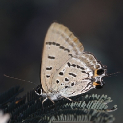 Jalmenus ictinus (Stencilled Hairstreak) at Coree, ACT - 20 Jan 2019 by Judith Roach