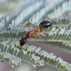 Camponotus consobrinus (Banded sugar ant) at Cotter Reserve - 20 Jan 2019 by JudithRoach