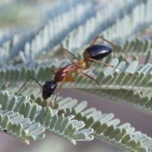 Camponotus consobrinus at Coree, ACT - 21 Jan 2019