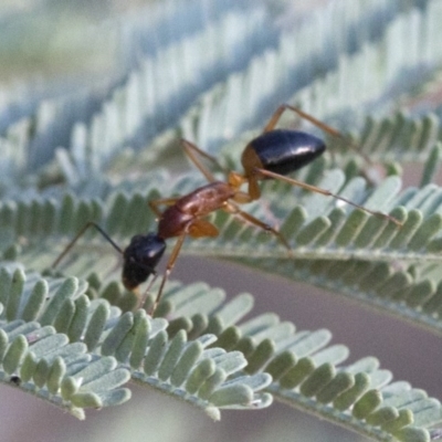 Camponotus consobrinus (Banded sugar ant) at Coree, ACT - 20 Jan 2019 by JudithRoach