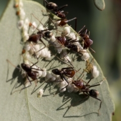 Iridomyrmex purpureus (Meat Ant) at Cotter Reserve - 20 Jan 2019 by JudithRoach
