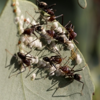 Iridomyrmex purpureus (Meat Ant) at Uriarra Village, ACT - 21 Jan 2019 by JudithRoach