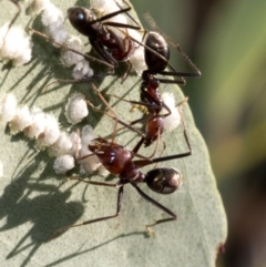 Iridomyrmex purpureus at Uriarra Village, ACT - 21 Jan 2019