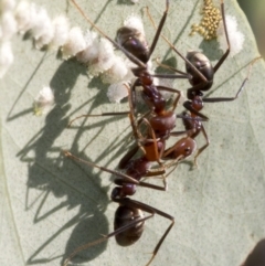 Iridomyrmex purpureus at Uriarra Village, ACT - 21 Jan 2019