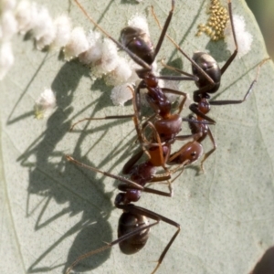 Iridomyrmex purpureus at Uriarra Village, ACT - 21 Jan 2019