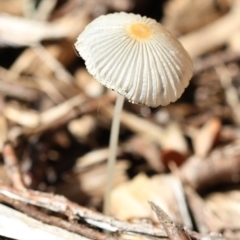 Coprinellus etc. (An Inkcap) at Spence, ACT - 8 Jan 2019 by Judith Roach