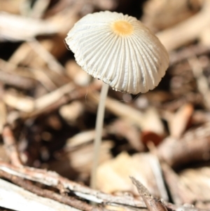 Coprinellus etc. at Spence, ACT - 9 Jan 2019