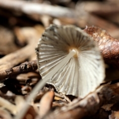 Coprinellus etc. at Spence, ACT - 9 Jan 2019 09:41 AM