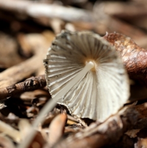 Coprinellus etc. at Spence, ACT - 9 Jan 2019 09:41 AM