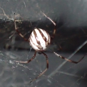 Theridiidae (family) at Jerrabomberra, NSW - 21 Jan 2019