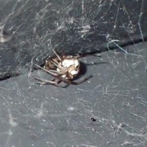 Theridiidae (family) at Jerrabomberra, NSW - 21 Jan 2019