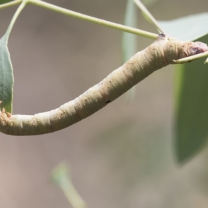 Arhodia lasiocamparia at Hawker, ACT - 10 Feb 2019 02:11 PM