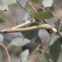 Arhodia lasiocamparia at Hawker, ACT - 10 Feb 2019 02:11 PM