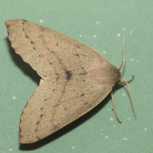 Arhodia lasiocamparia at Hawker, ACT - 10 Feb 2019 02:11 PM