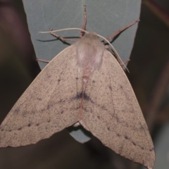 Arhodia lasiocamparia at Hawker, ACT - 10 Feb 2019 02:11 PM