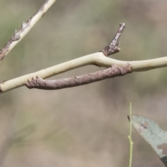 Geometridae (family) IMMATURE (Unidentified IMMATURE Geometer moths) at Hawker, ACT - 20 Jan 2019 by AlisonMilton