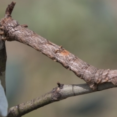 Gastrophora henricaria (Fallen-bark Looper, Beautiful Leaf Moth) at The Pinnacle - 20 Jan 2019 by AlisonMilton