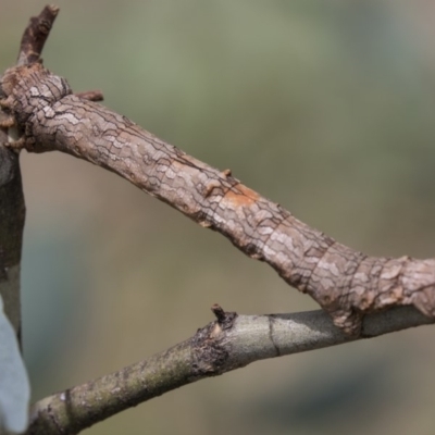 Gastrophora henricaria (Fallen-bark Looper, Beautiful Leaf Moth) at Hawker, ACT - 20 Jan 2019 by AlisonMilton