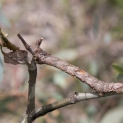 Gastrophora henricaria at Hawker, ACT - 20 Jan 2019 12:21 PM