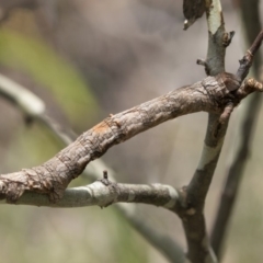 Gastrophora henricaria at Hawker, ACT - 20 Jan 2019 12:21 PM