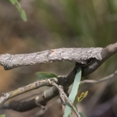 Gastrophora henricaria at Hawker, ACT - 20 Jan 2019