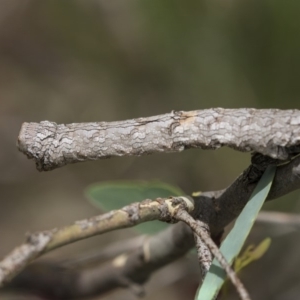 Gastrophora henricaria at Hawker, ACT - 20 Jan 2019 12:21 PM