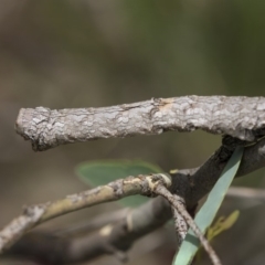 Gastrophora henricaria at Hawker, ACT - 20 Jan 2019